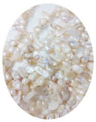 SWP7713- 1 Strang Perlen Zähne quer gebohrt ca (7-10) x (12-20) mm weiss